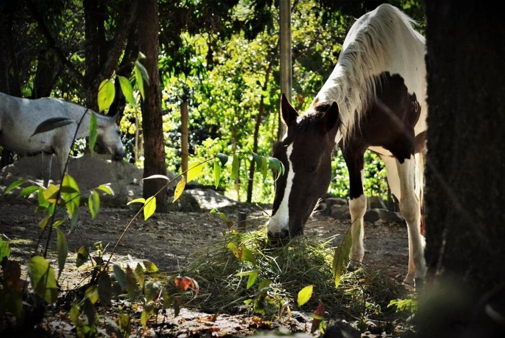 Mariri Jungle Lodge Alto Paraíso de Goiás Εξωτερικό φωτογραφία