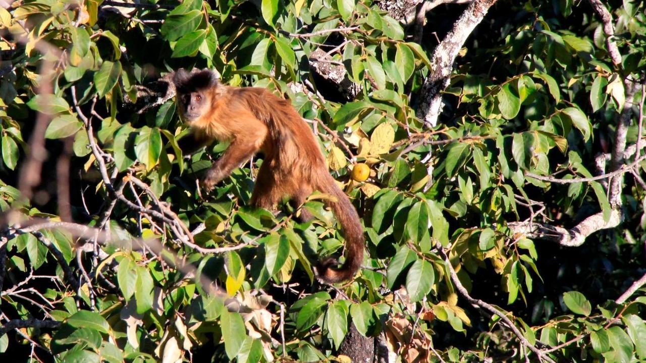 Mariri Jungle Lodge Alto Paraíso de Goiás Εξωτερικό φωτογραφία